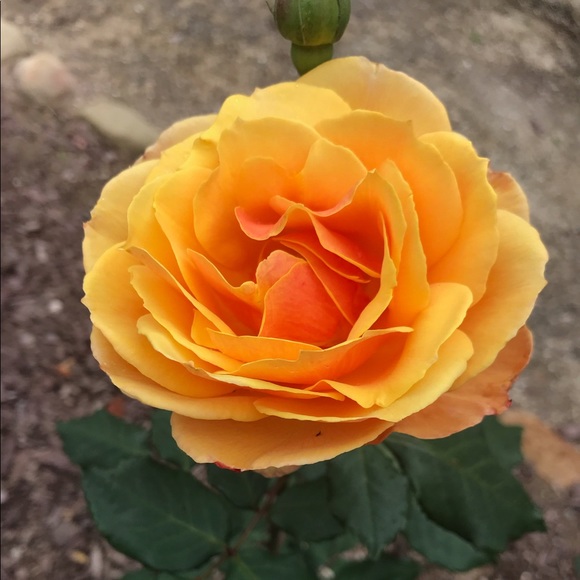 Meet your Posher, K. - Picture 5 of 6